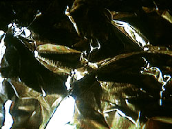 Foil