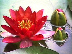 Ohio to Giverny: Memory of Light