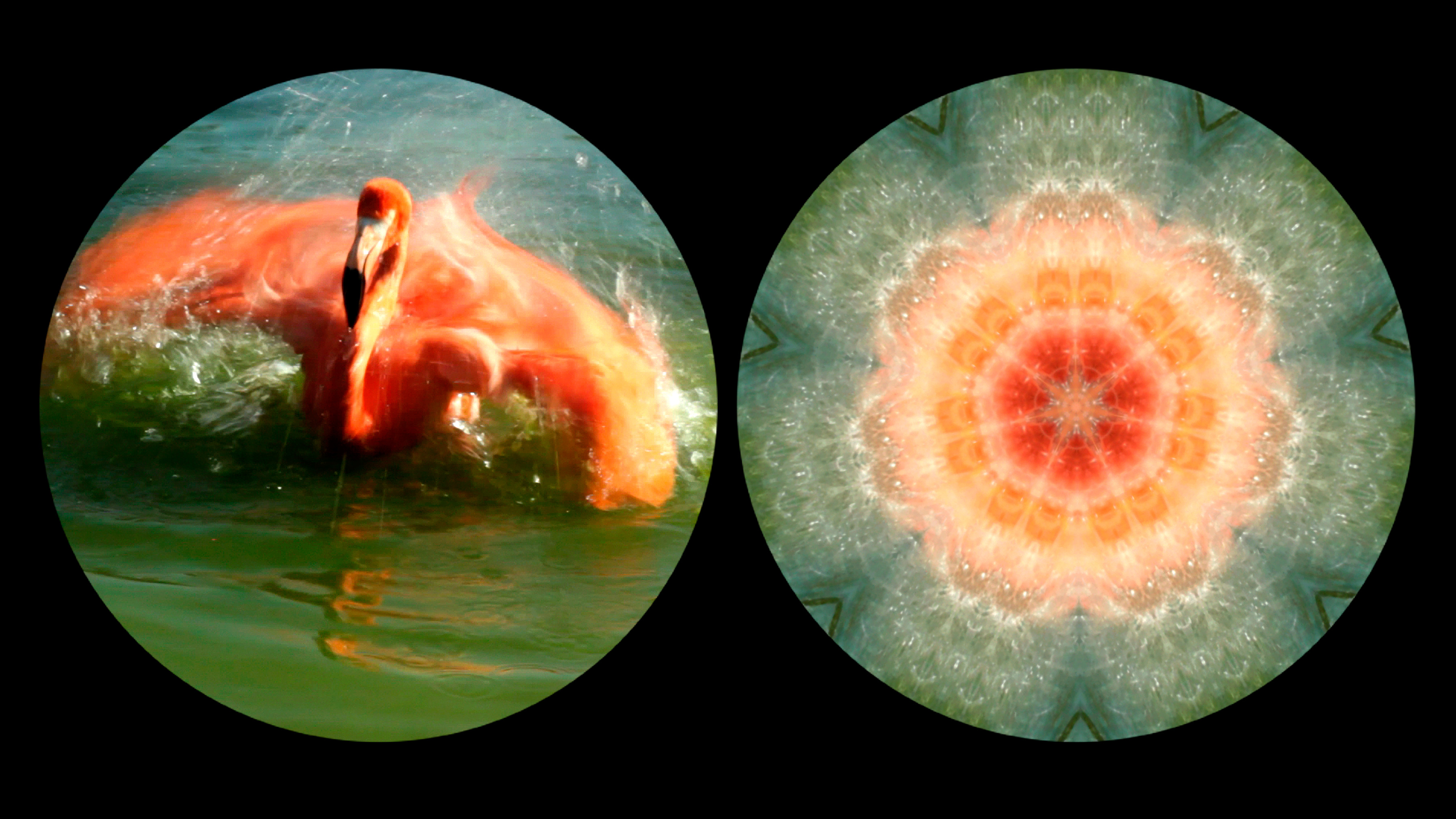 A black screen with two circular images, like looking through a binocular. The left shows a flamingo, the right, a kaleidoscopic view of the bird's feathers and pink and orange coloring.